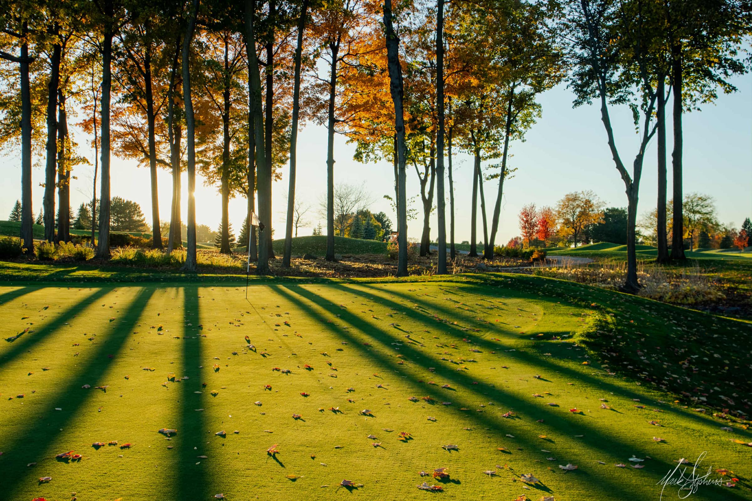 Golden-hour light casting long tree shadows in bands across a green